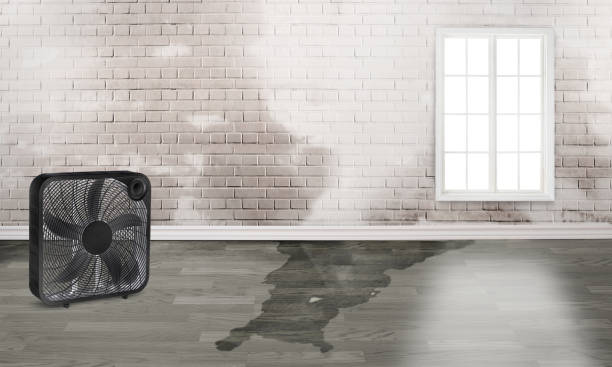 Best Local water damage restoration  in Port Orchard, WA